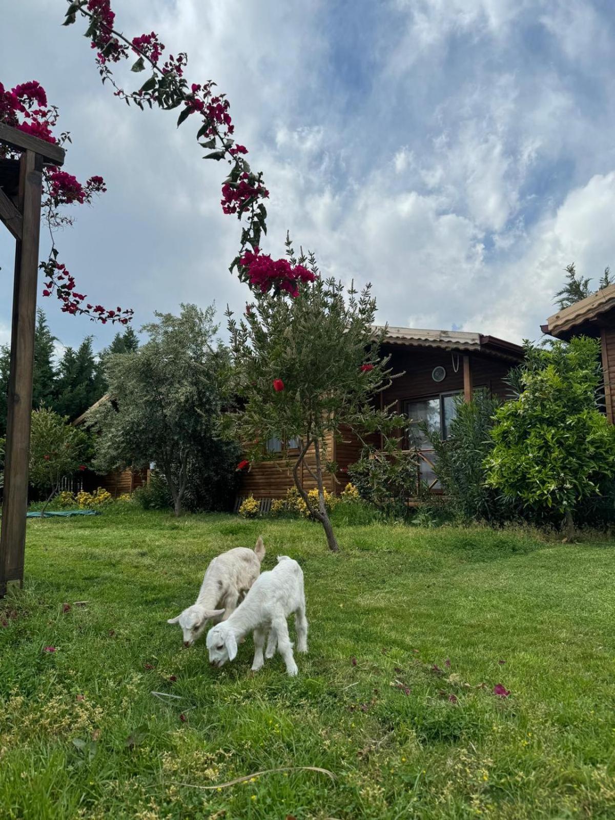 Em-Ba Butik Bungalov Demre Exterior foto